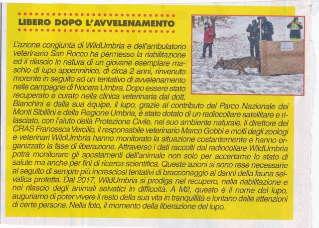 lupo salvato 9marzo2021