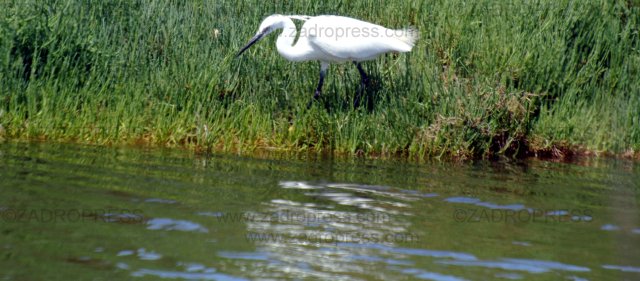orbetello laguna